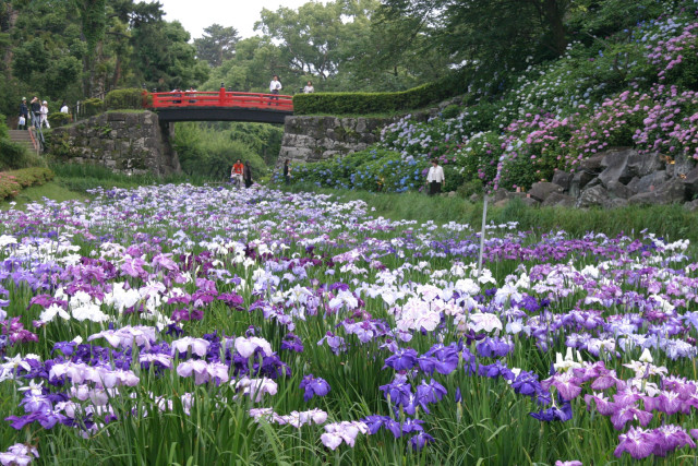 小田原城址公園「小田原城址公園の菖蒲とあじさい」